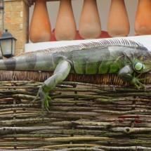 2 meters long Iguana on a palisade